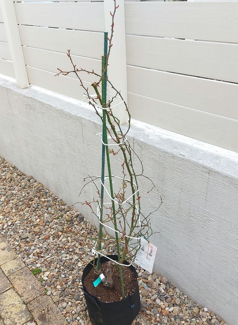 レイニーブルー　4年生　8号鉢 バラの苗木1.3m