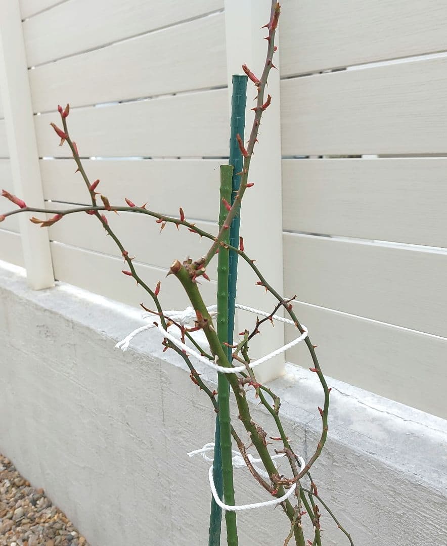 レイニーブルー　4年生　8号鉢 バラの苗木1.3m