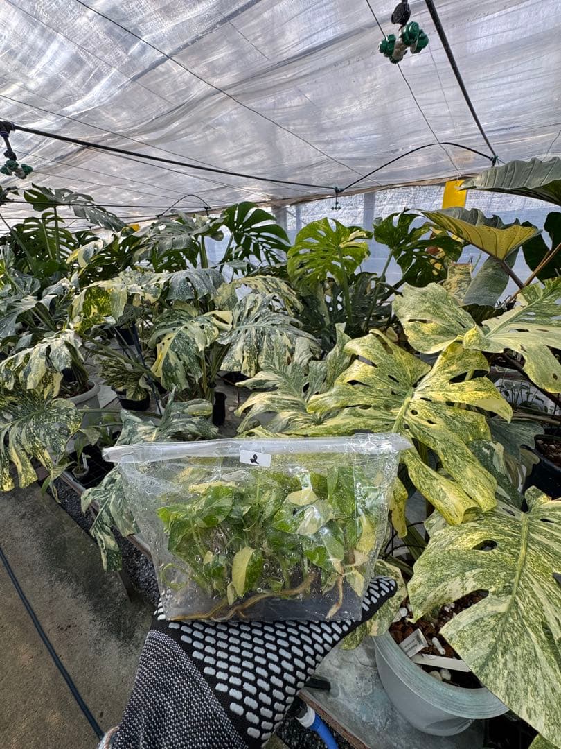 2モンステラ　タイコンステレーション　美斑入り　組織培養苗　30株まとめ