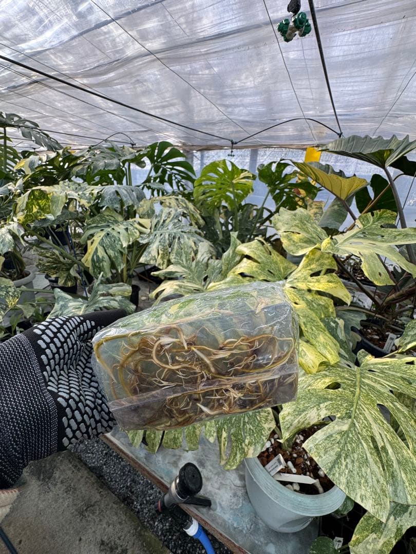 2モンステラ　タイコンステレーション　美斑入り　組織培養苗　30株まとめ