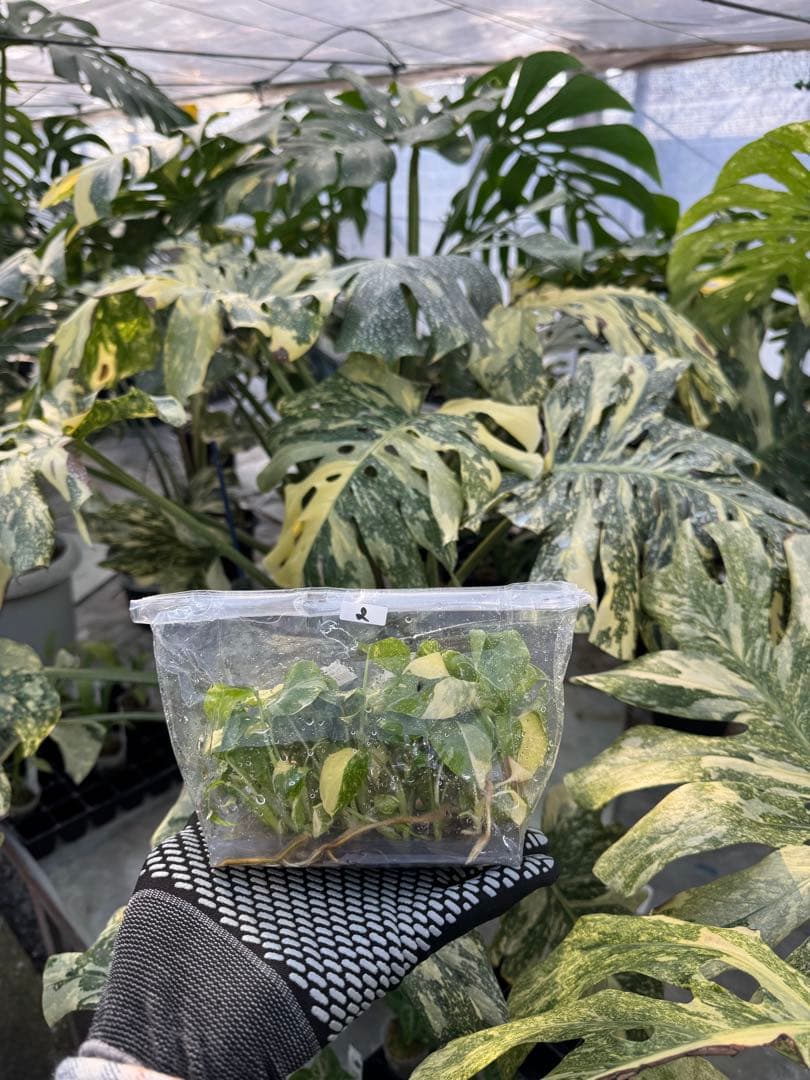 2モンステラ　タイコンステレーション　美斑入り　組織培養苗　30株まとめ