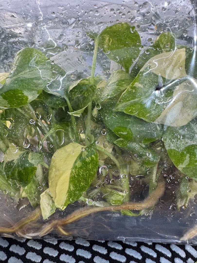 2モンステラ　タイコンステレーション　美斑入り　組織培養苗　30株まとめ