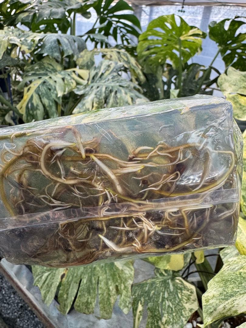 2モンステラ　タイコンステレーション　美斑入り　組織培養苗　30株まとめ