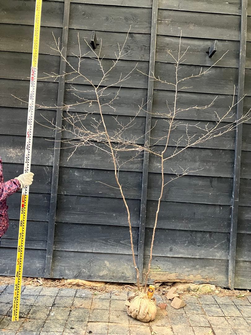 40 山採り　エゴノキ