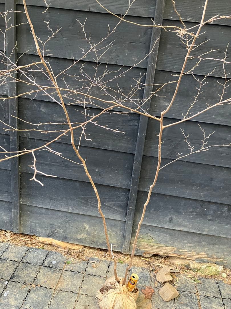 40 山採り　エゴノキ