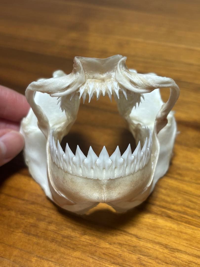 ヨロイザメ顎標本