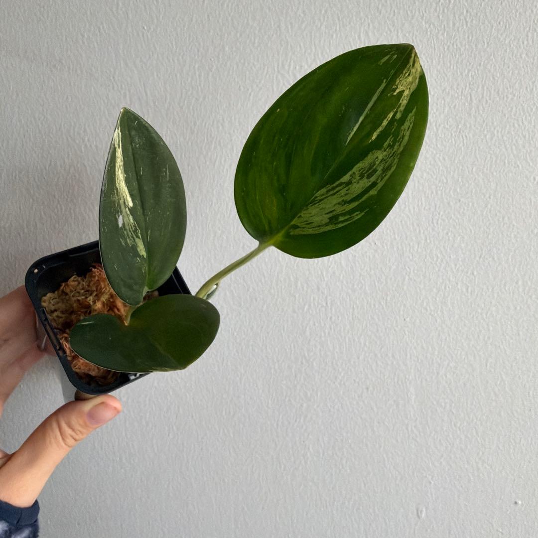 スキンダプサス Scindapsus treubii ‘Dark Yellow’