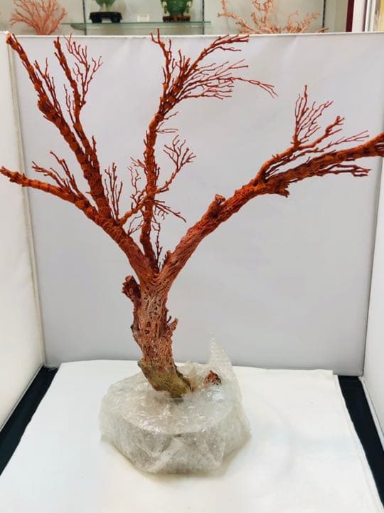 【セール❗️】天然アップル珊瑚　置物