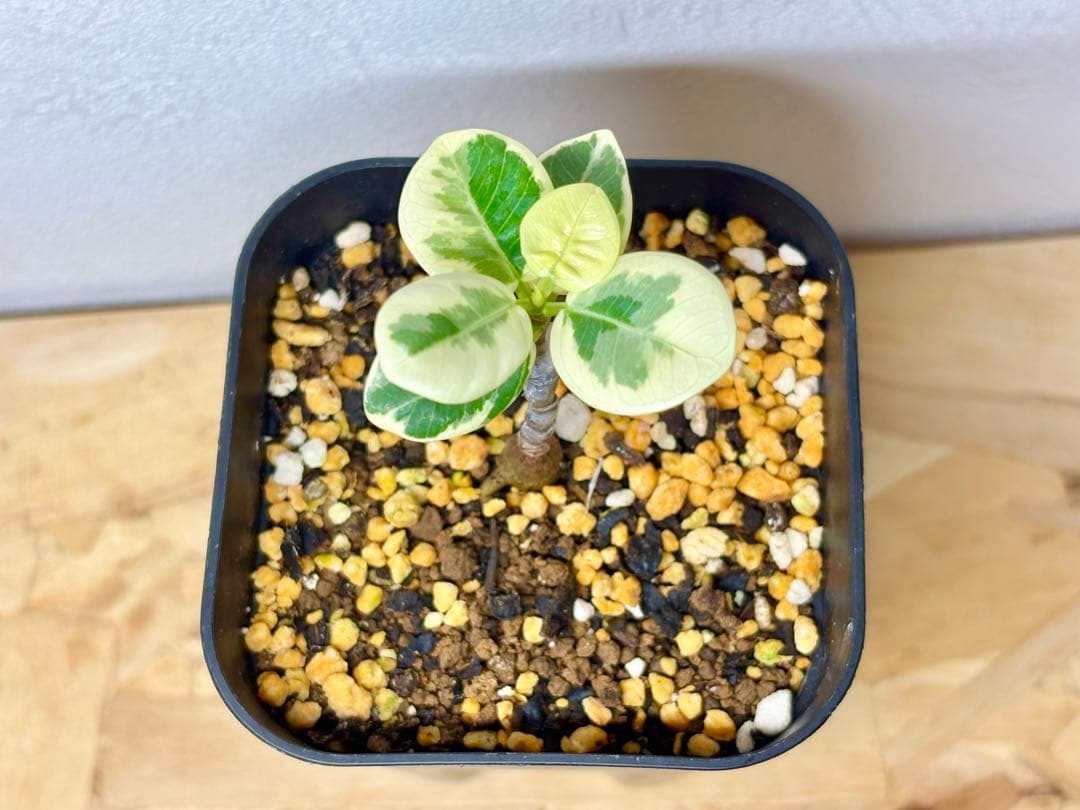 【実生株接木】斑入りパンダガジュマル(値下げ出品中)