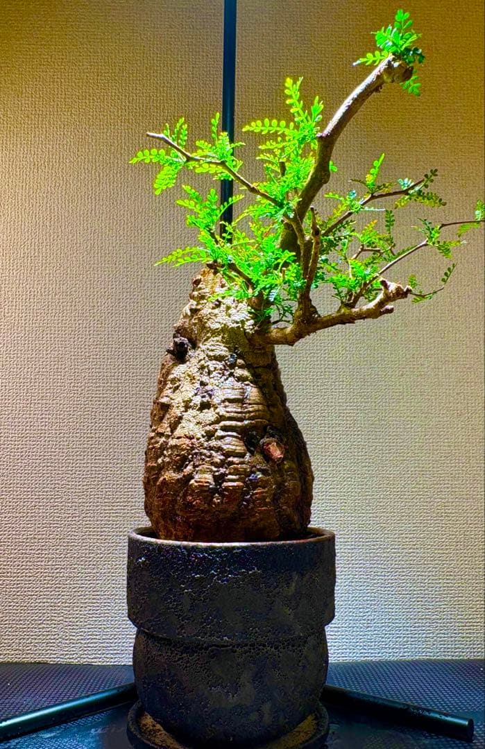 【zimax】オペルクリカリア・パキプス コレクション株