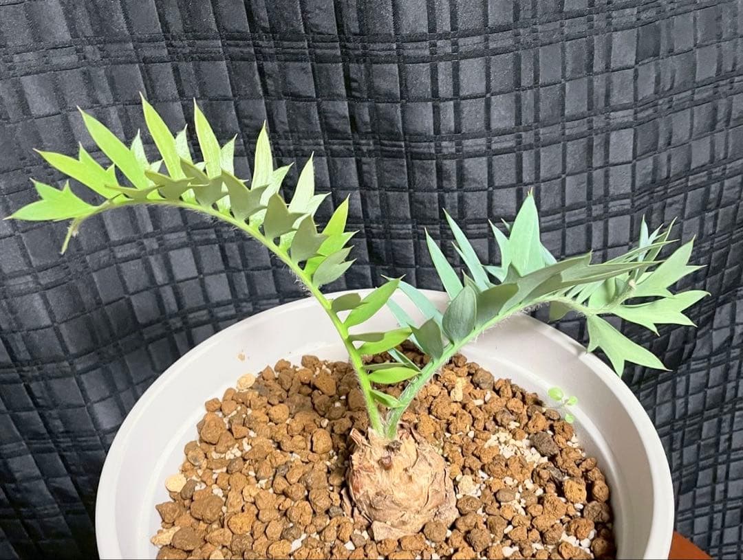 エンセファラルトスホリダス　今年フラッシュ株　発根済　南アフリカ産