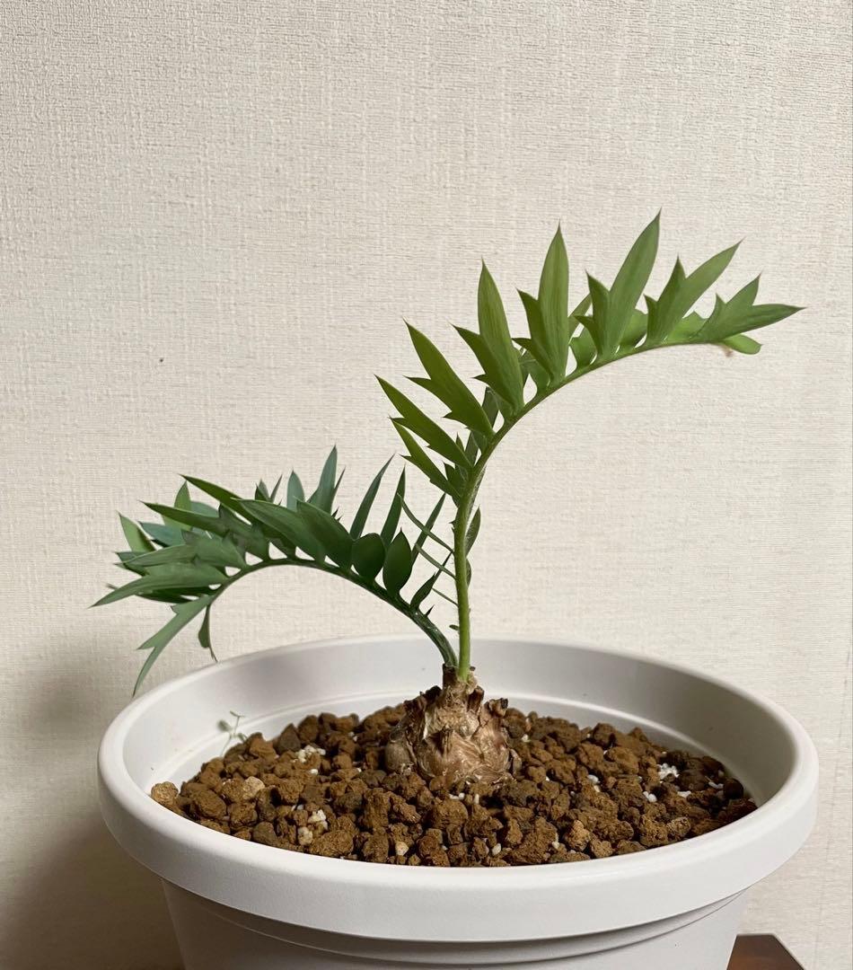 エンセファラルトスホリダス　今年フラッシュ株　発根済　南アフリカ産