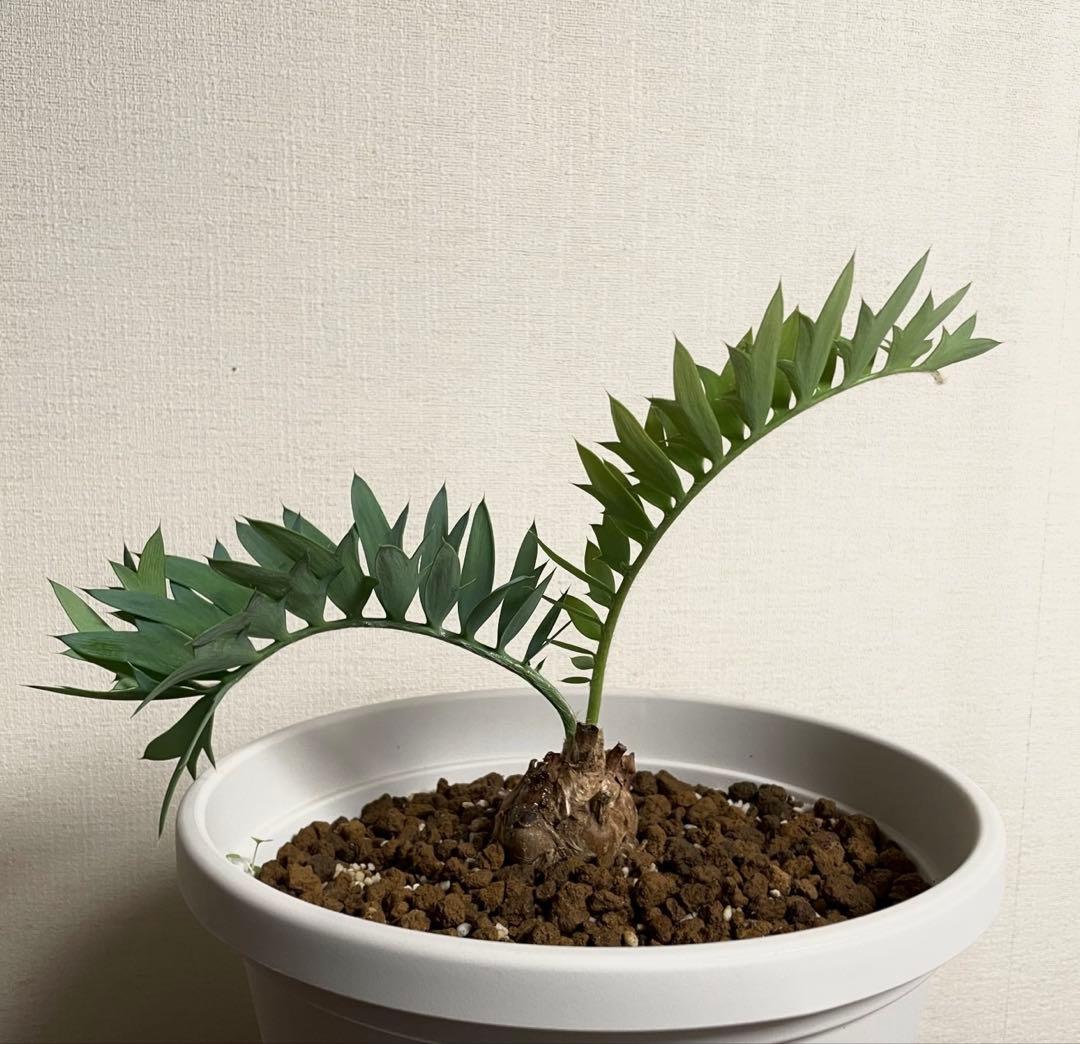 エンセファラルトスホリダス　今年フラッシュ株　発根済　南アフリカ産