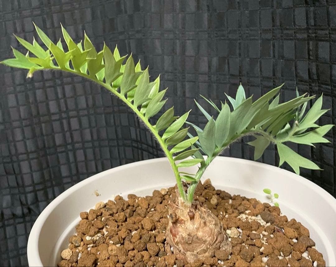 エンセファラルトスホリダス　今年フラッシュ株　発根済　南アフリカ産