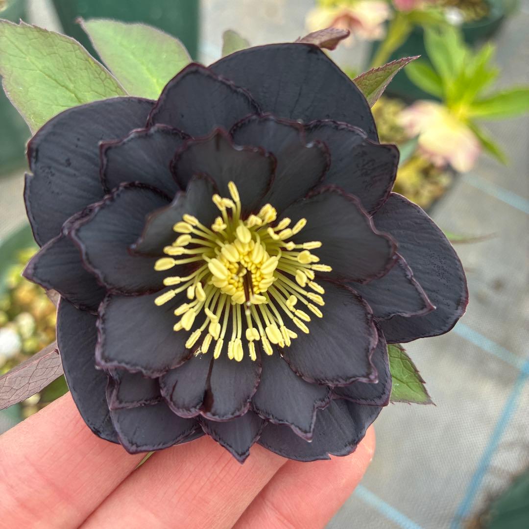 クリスマスローズ　ブラックピコティ　６寸