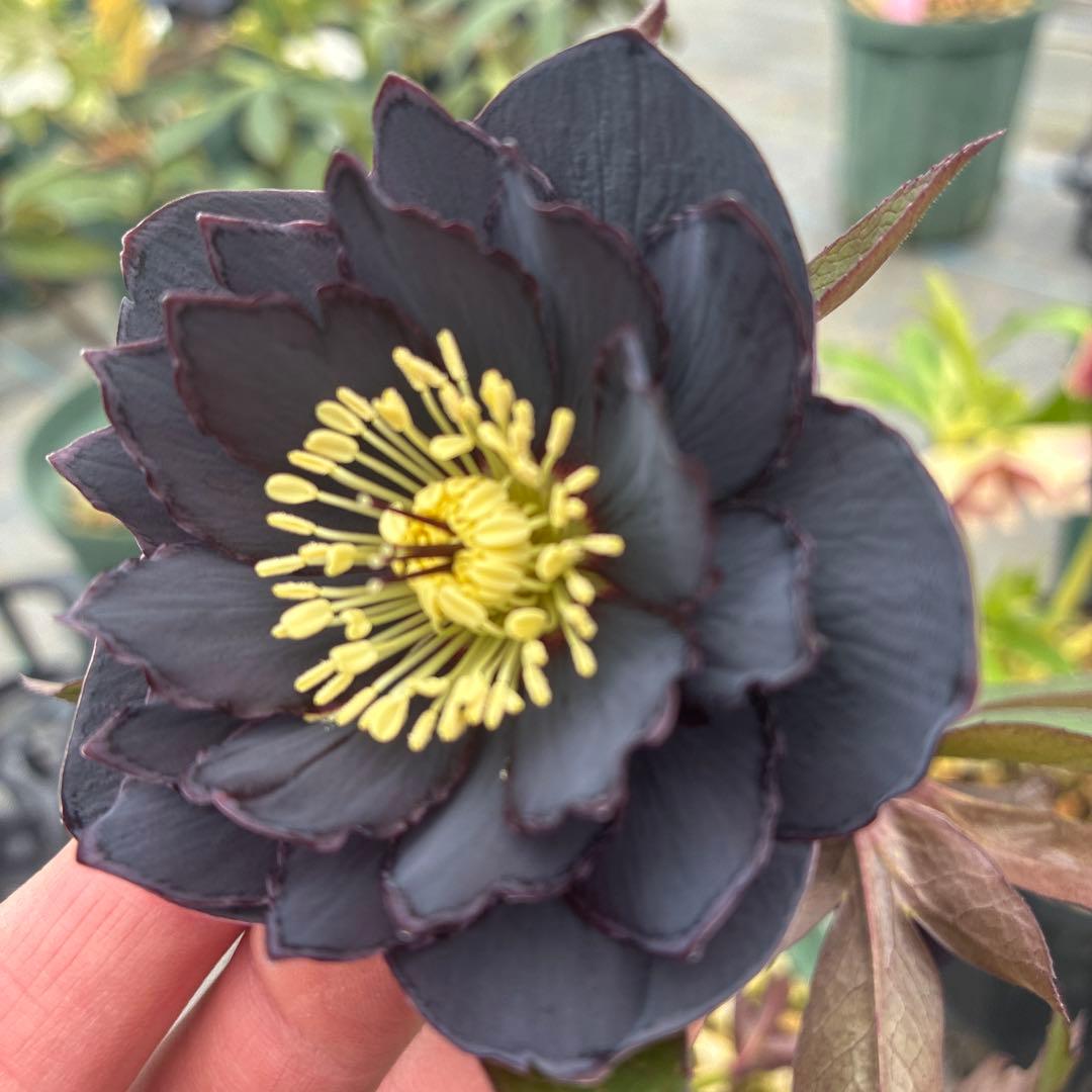 クリスマスローズ　ブラックピコティ　６寸