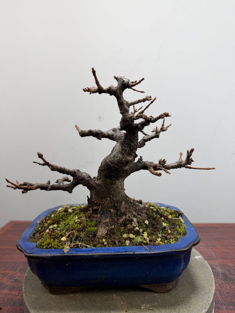 【ガチ盆栽】カエデ　楓　小品盆栽　根ばり良い