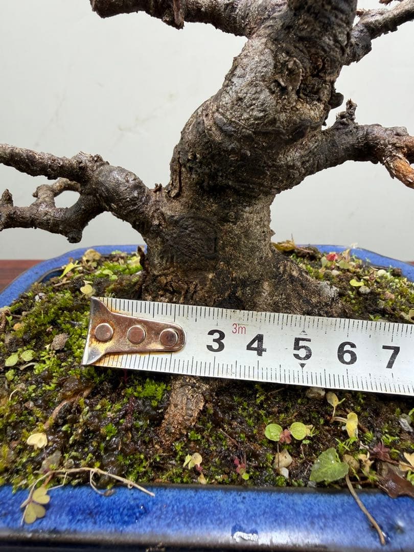 【ガチ盆栽】カエデ　楓　小品盆栽　根ばり良い
