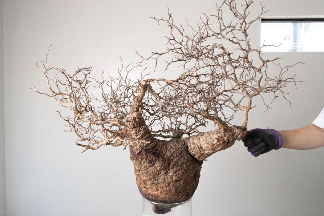 CP112 オペルクリカリア パキプス ベアルート株