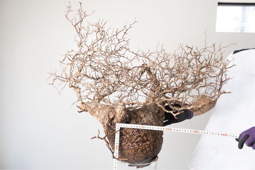 CP112 オペルクリカリア パキプス ベアルート株