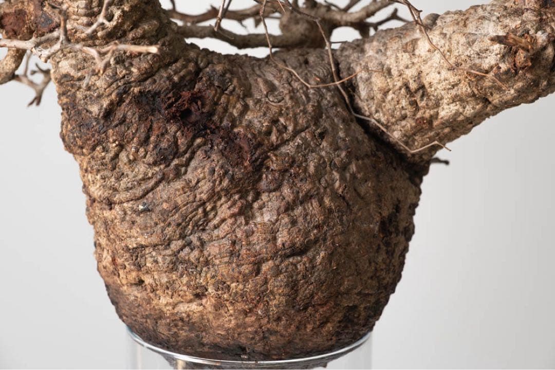 CP112 オペルクリカリア パキプス ベアルート株