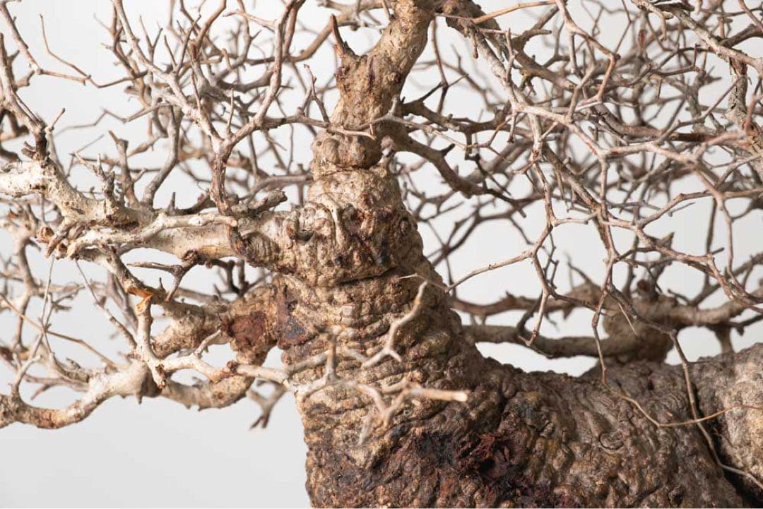 CP112 オペルクリカリア パキプス ベアルート株