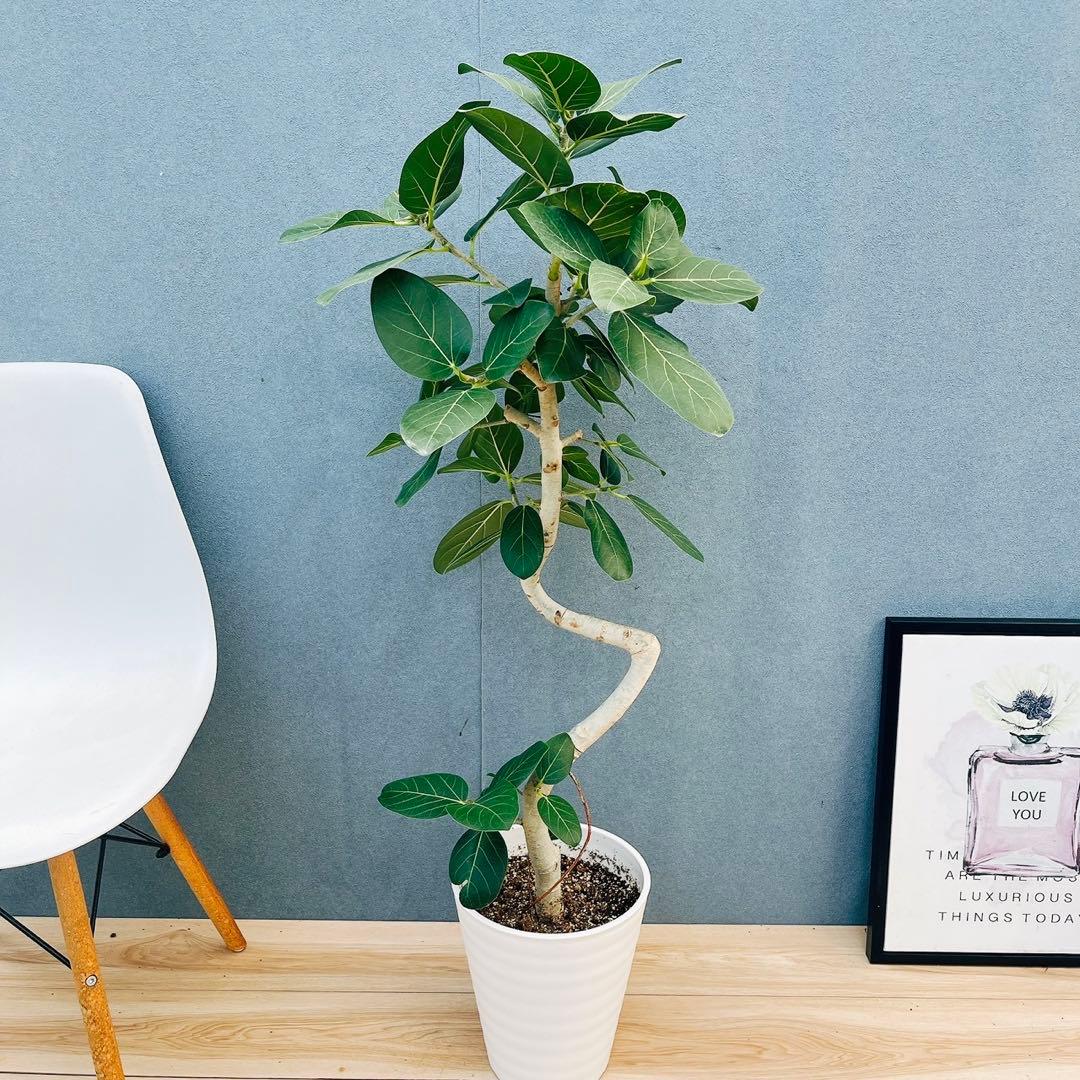 ［現品］4番　フィカス　ベンガレンシス　曲がり 8号　観葉植物　室内　人気