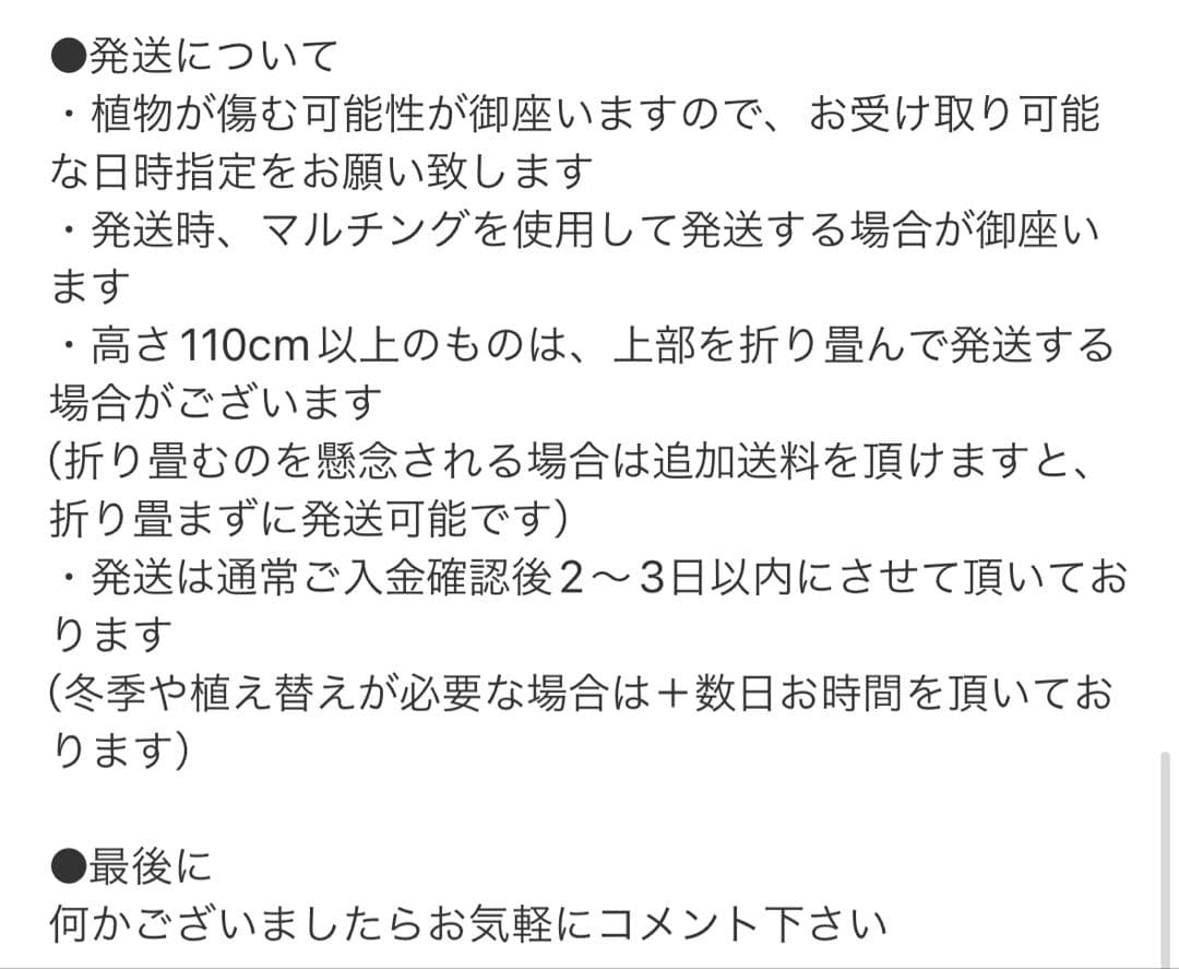 ［現品］4番　フィカス　ベンガレンシス　曲がり 8号　観葉植物　室内　人気