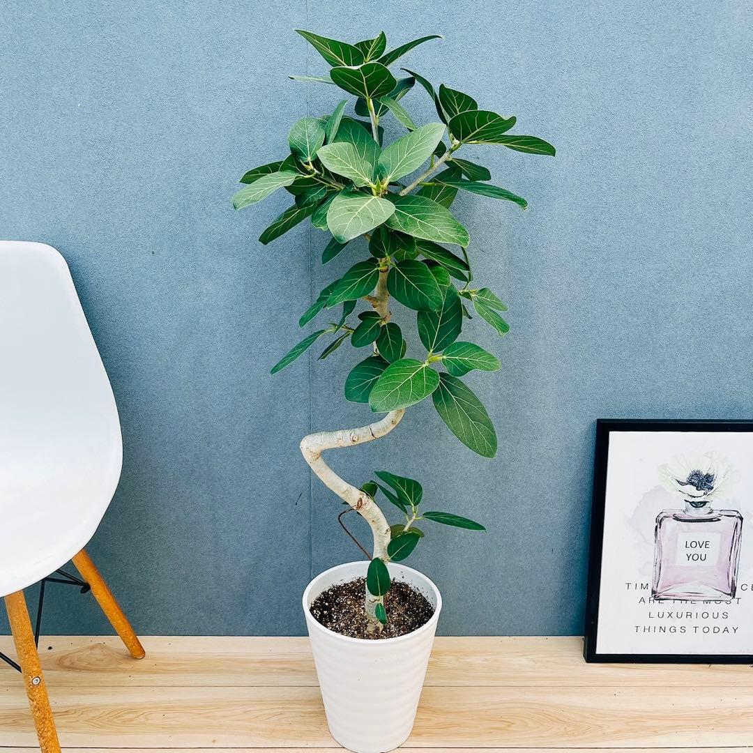 ［現品］4番　フィカス　ベンガレンシス　曲がり 8号　観葉植物　室内　人気