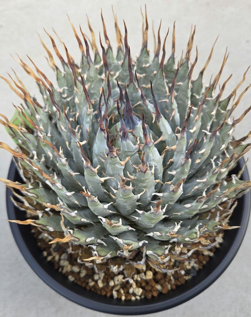 エボリスピナ　特大　陽炎