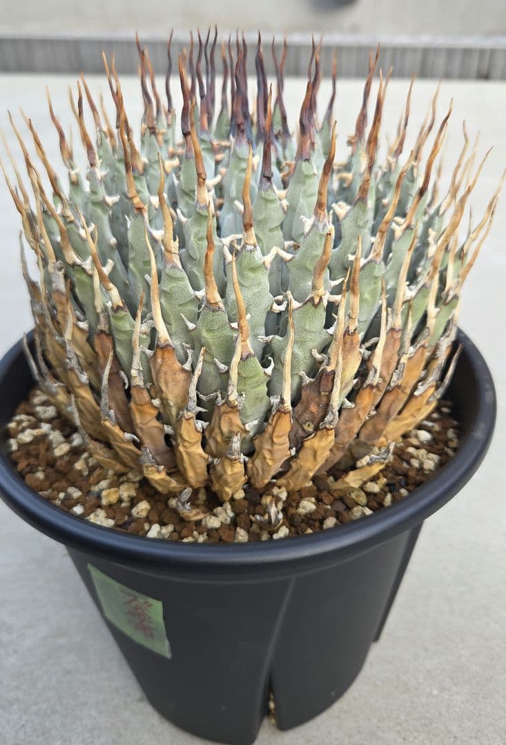 エボリスピナ　特大　陽炎