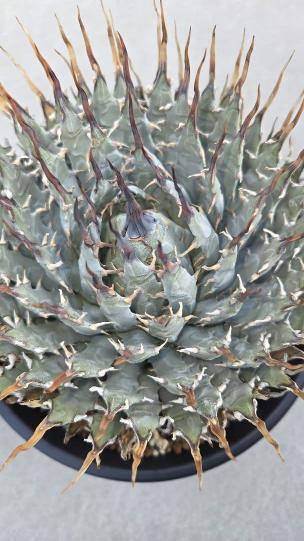 エボリスピナ　特大　陽炎