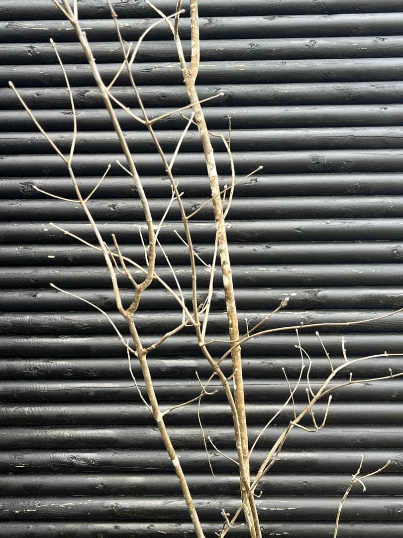 山採り天然　アオダモ　３本株立ち　2