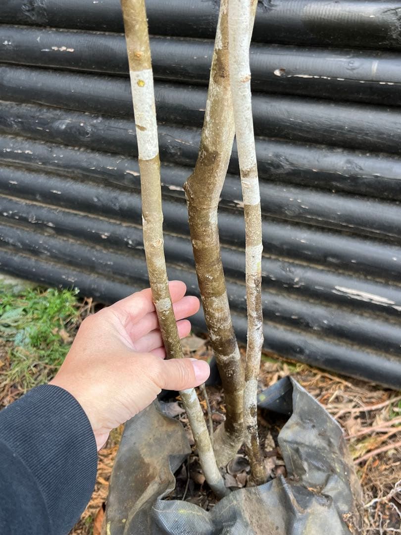 山採り天然　アオダモ　３本株立ち　2