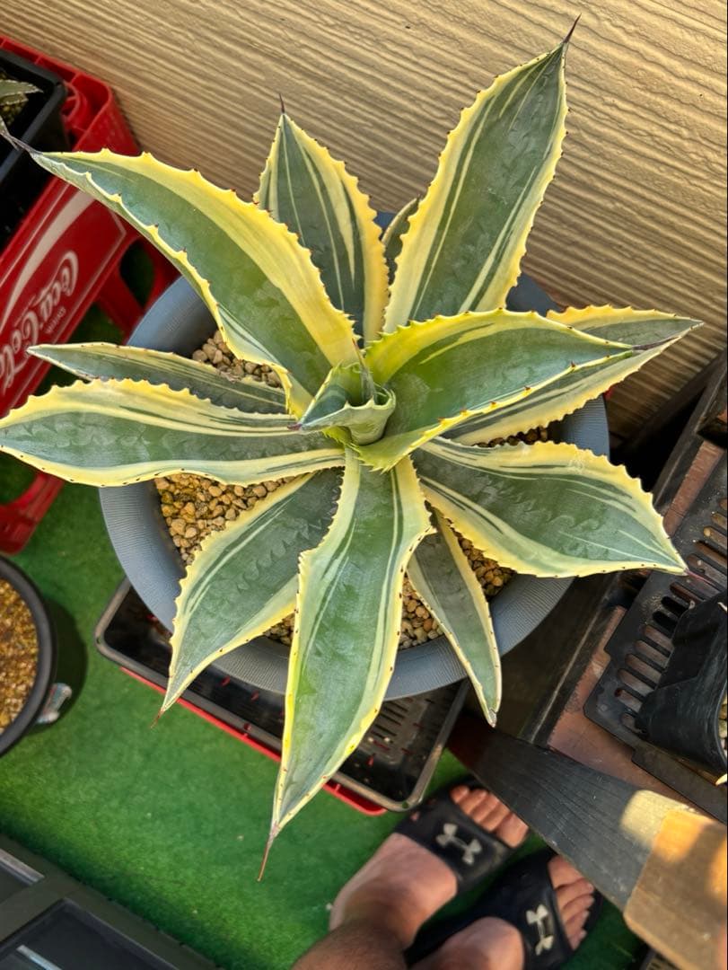 値下げ‼️ アガベ リップルエフェクト　親株