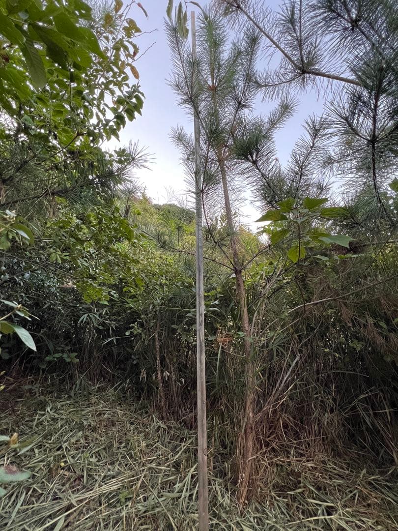 現品　赤松　超特大苗　4mほど　山採り