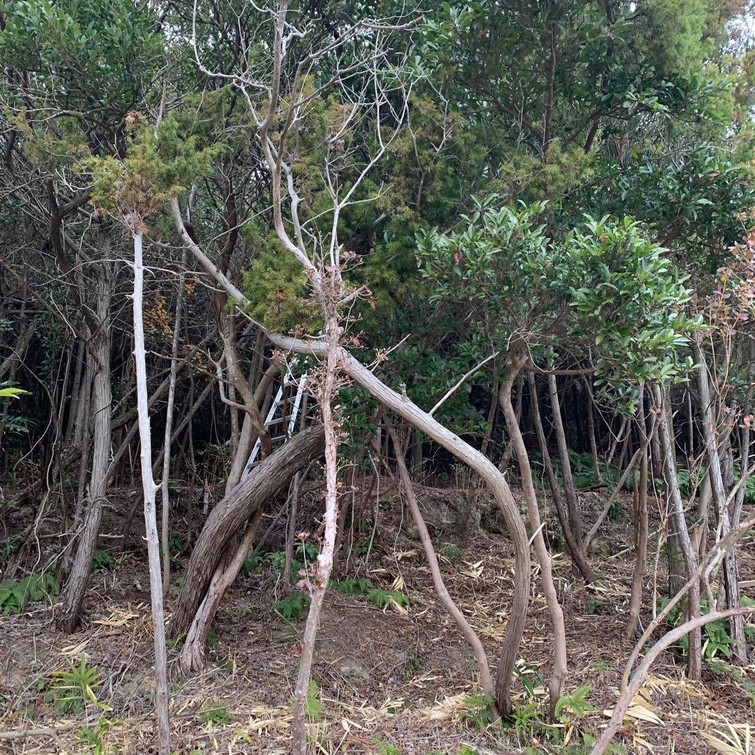 現品　赤松　超特大苗　4mほど　山採り