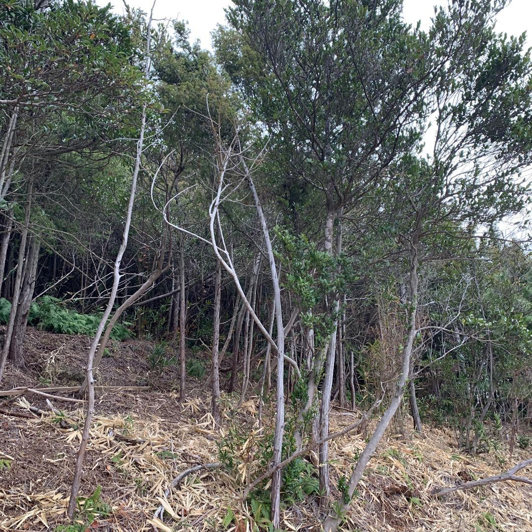 現品　赤松　超特大苗　4mほど　山採り