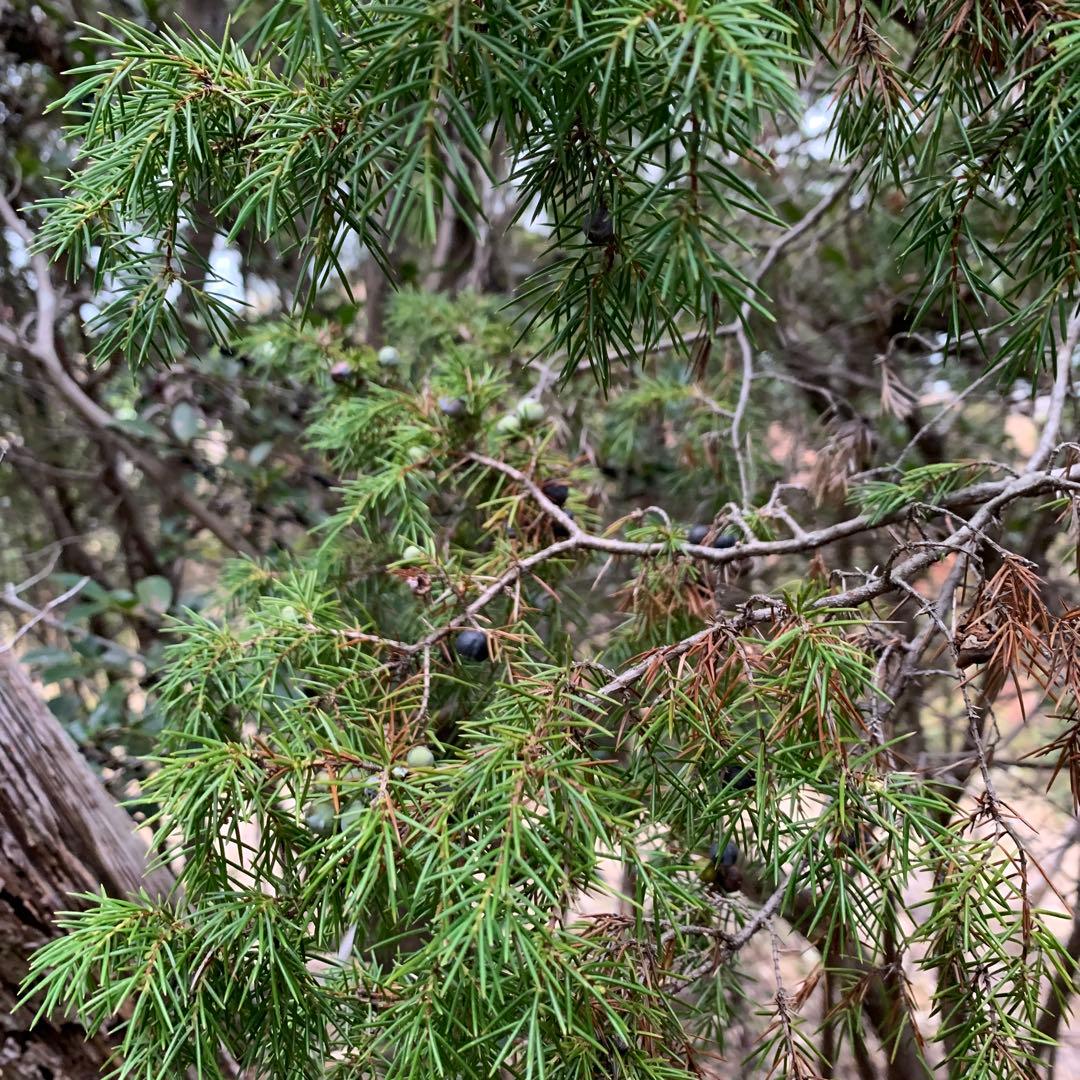 現品　赤松　超特大苗　4mほど　山採り