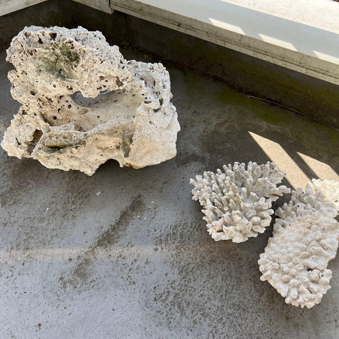 ライブロック　３個