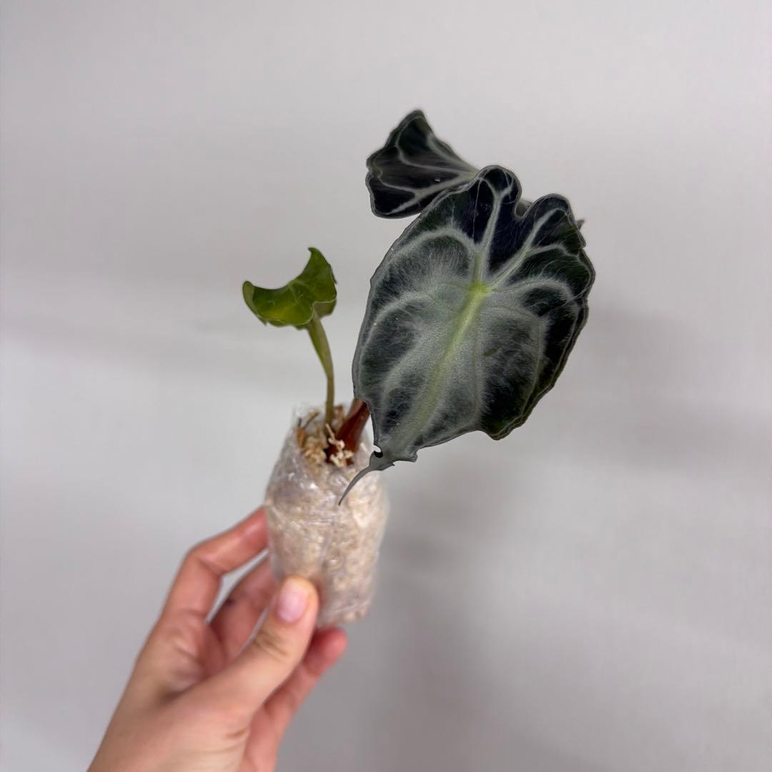 アロカシア ヴェノム Alocasia 'Venom' 管理番号s230