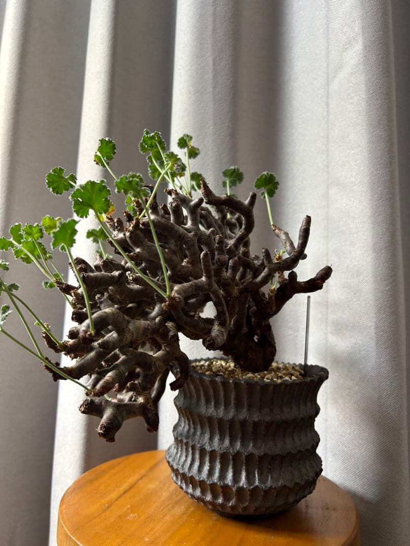 超良型ペラルゴニウムミラビレ パキポディウム 現地球 発根済パキプス陶器鉢