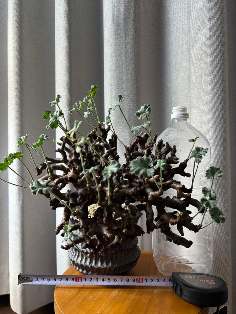 超良型ペラルゴニウムミラビレ パキポディウム 現地球 発根済パキプス陶器鉢