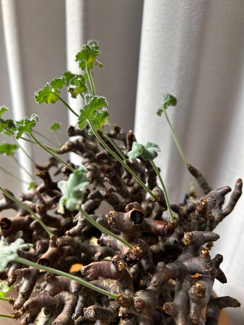 超良型ペラルゴニウムミラビレ パキポディウム 現地球 発根済パキプス陶器鉢