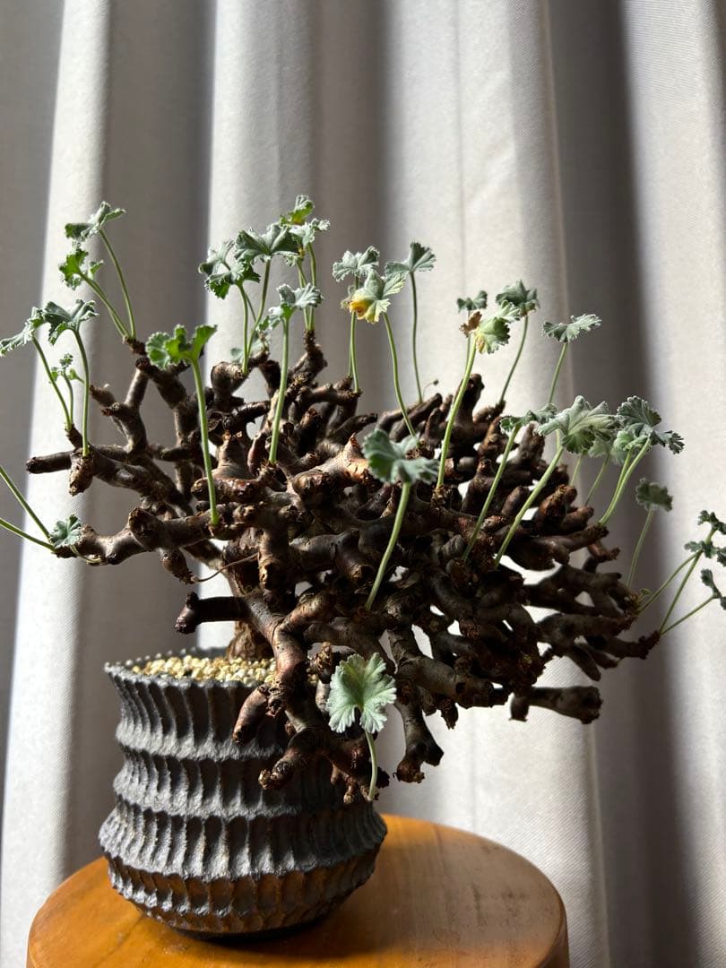 超良型ペラルゴニウムミラビレ パキポディウム 現地球 発根済パキプス陶器鉢