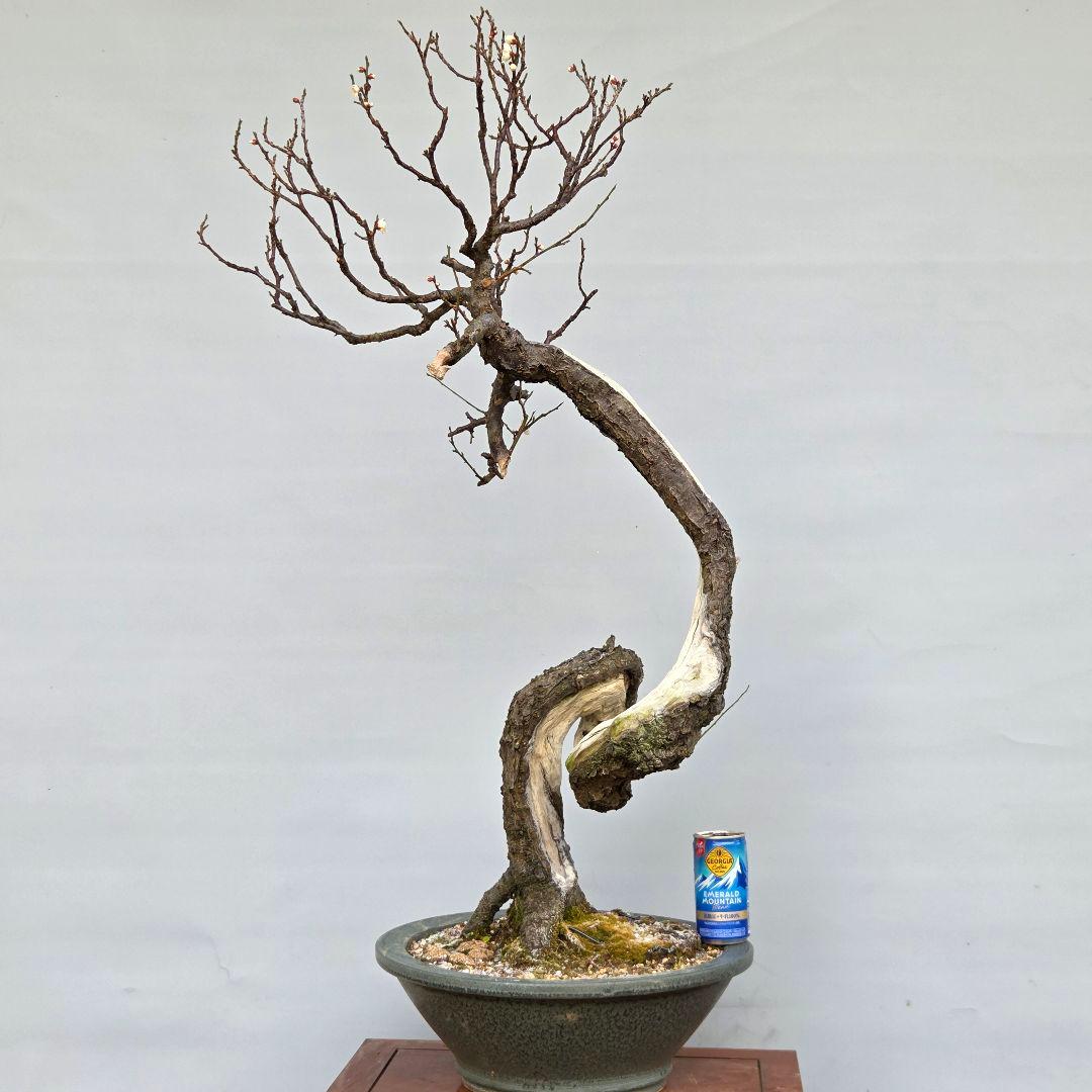 野梅　(白花一重)　[文人風木]　梅　大品盆栽