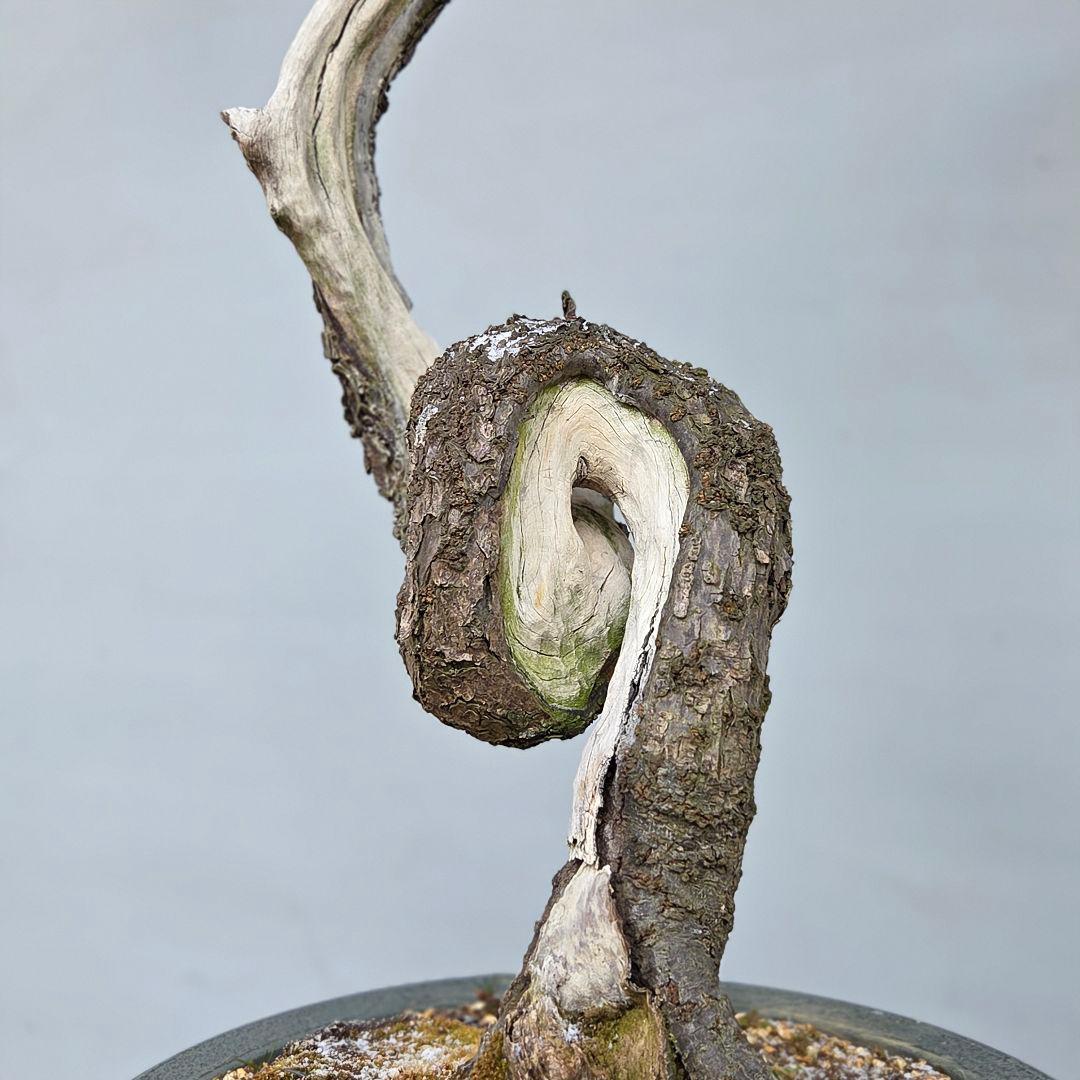 野梅　(白花一重)　[文人風木]　梅　大品盆栽