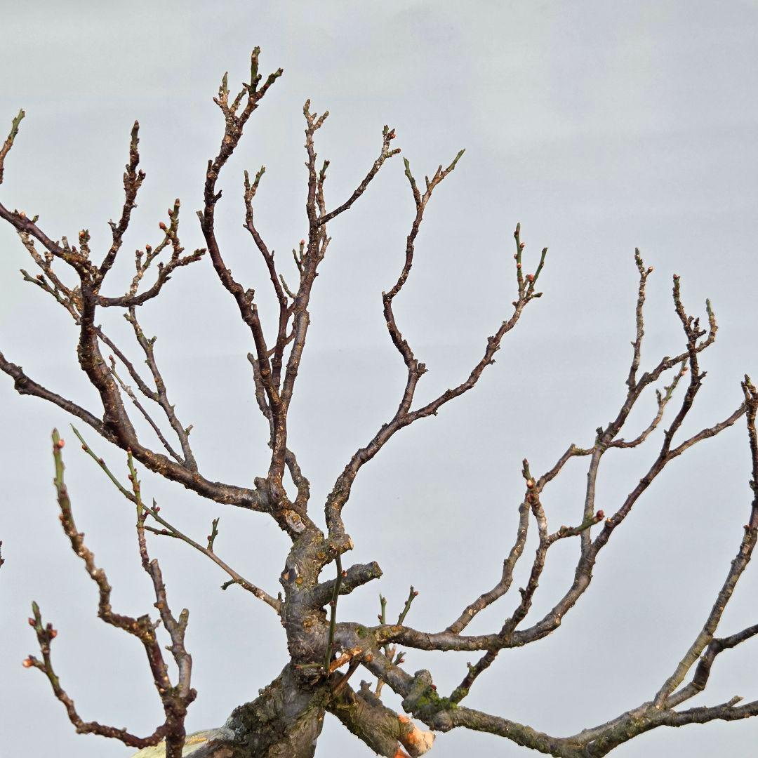 野梅　(白花一重)　[文人風木]　梅　大品盆栽