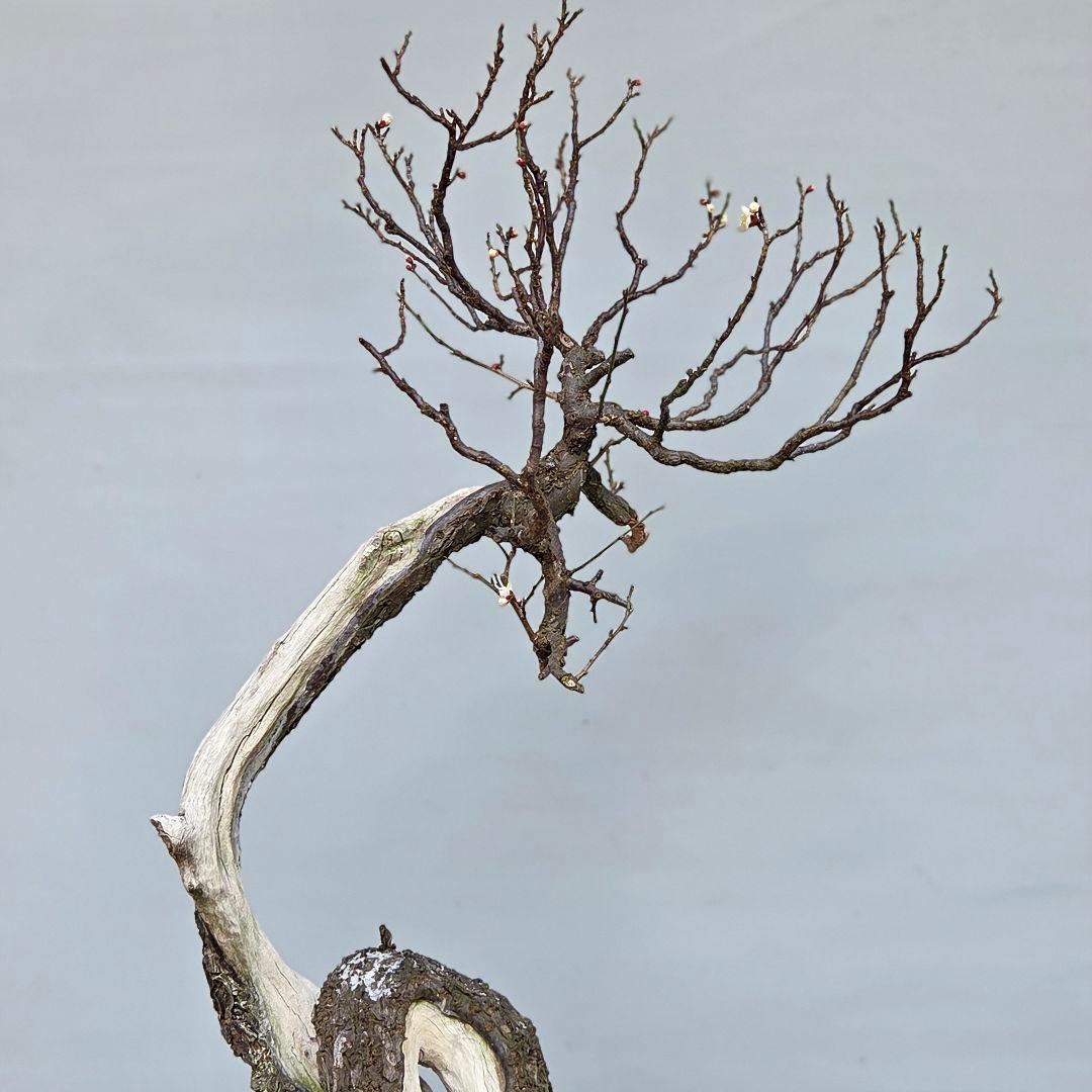 野梅　(白花一重)　[文人風木]　梅　大品盆栽