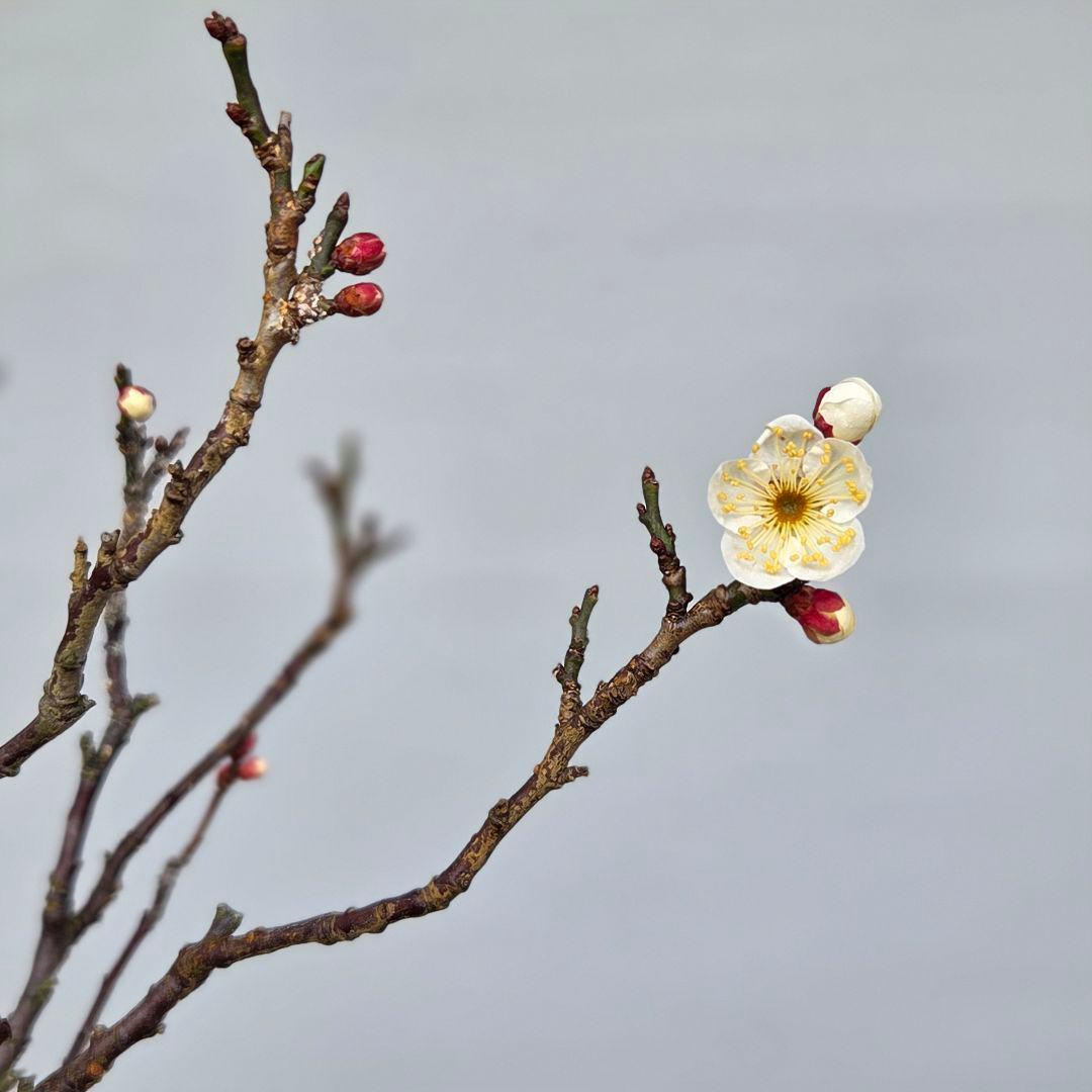 野梅　(白花一重)　[文人風木]　梅　大品盆栽